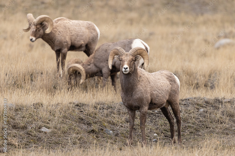 Fototapeta premium Grazing Bighorn Sheepn Prairie Grassland: A Quiet Mountain-Regio