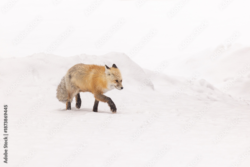 Fototapeta premium Red Fox Walking Through a Snowy Landscape