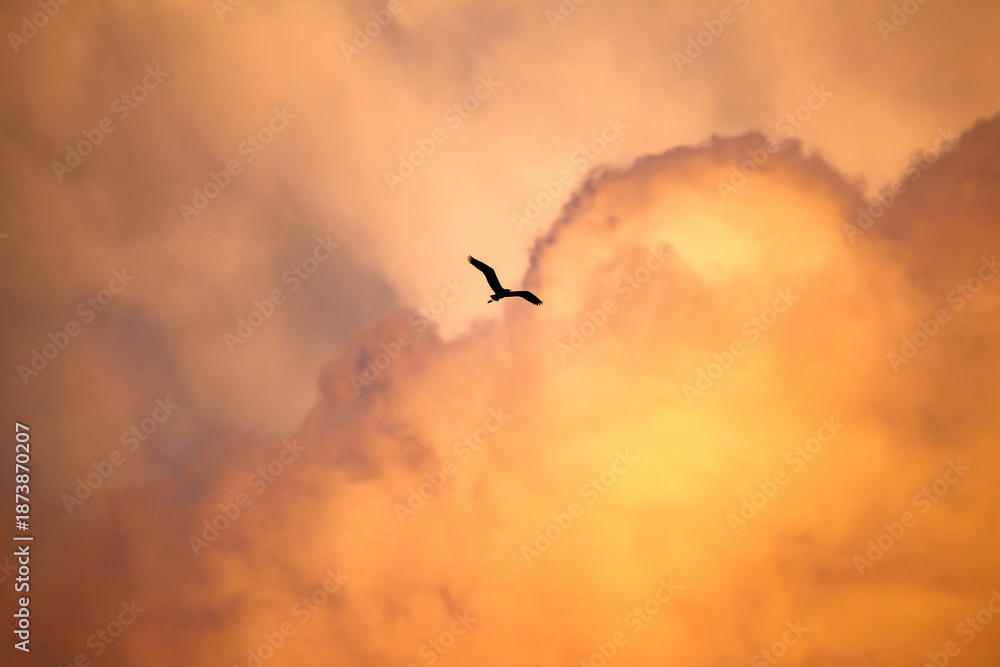 Fototapeta premium Soaring Bird in Golden Light