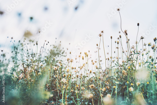 Fotografía Grass flower and Flowers in Morning Light