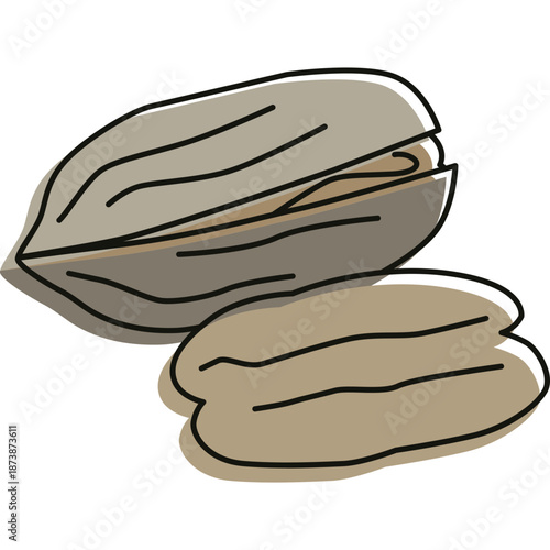Pecan Nuts Illustration