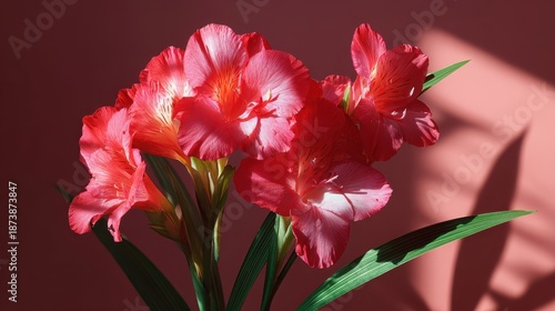 Vibrant red-pink flowers glow brightly against a rose-colored wall with sharp shadows. Ideal for spring themes, celebrations, aesthetic design, or vibrant decor projects.