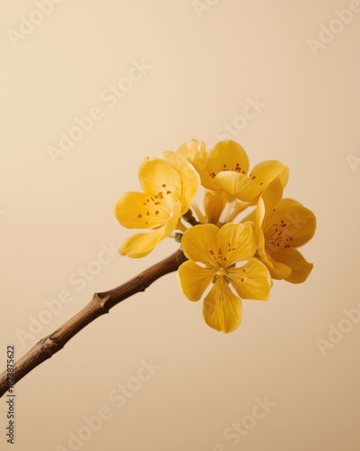 Delicate yellow blossoms on a branch