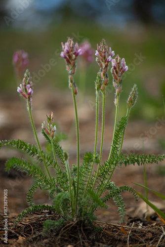 Purple flower in the grass