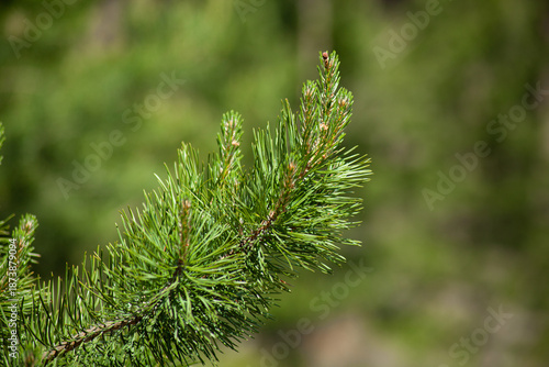 A branch of a pine tree during the period of active growth