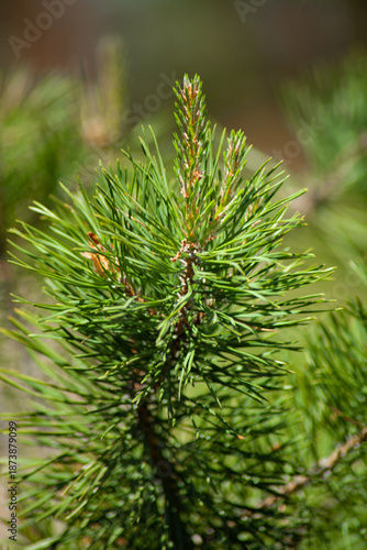A branch of a pine tree during the period of active growth