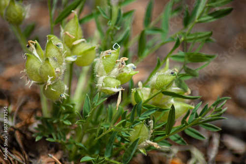 close up of a green plant