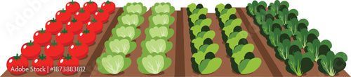 Organic vegetable garden rows with tomatoes lettuce and leafy greens isolated on white background flat vector illustration for farming concept
