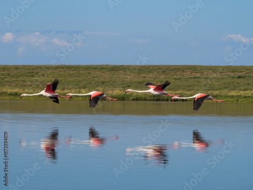 Flock of flamingos in flight