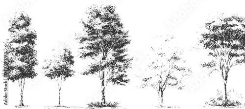 Group of five distinct tree in black and white featuring varied foliage density and trunk structures presenting a botanical study of arboreal forms
