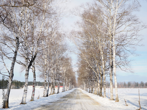 Wallpaper Mural 十勝牧場の白樺並木 Torontodigital.ca