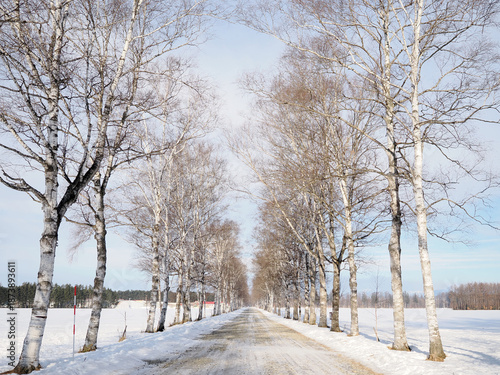 Wallpaper Mural 十勝牧場の白樺並木 Torontodigital.ca