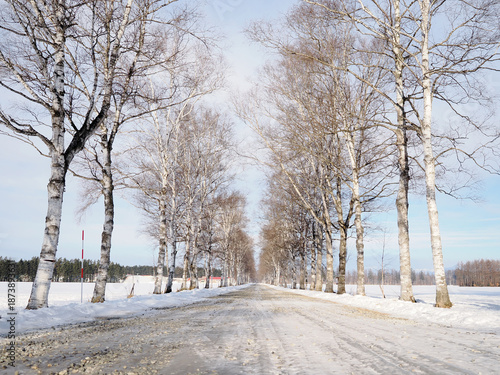 Wallpaper Mural 十勝牧場の白樺並木 Torontodigital.ca