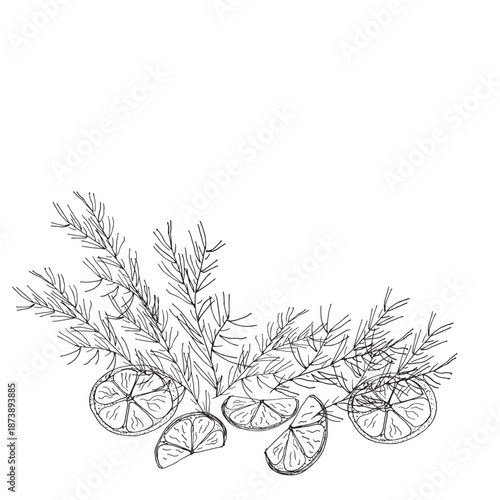 Cedar Branch with Citrus Slices Line Art Illustration