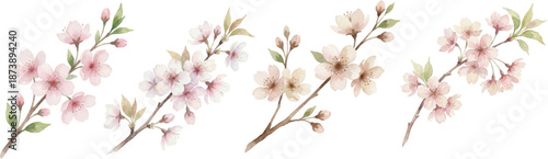 cherry blossom watercolor set