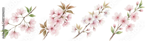 cherry blossom watercolor set