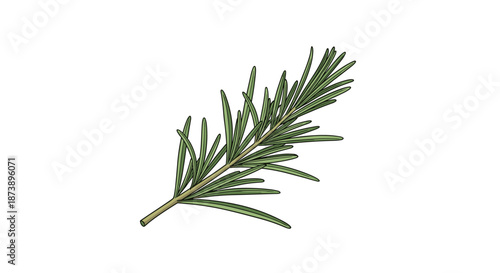 Detailed and realistic hand-drawn illustration of a fresh green rosemary sprig, a fragrant herb used in cooking and aromatherapy.