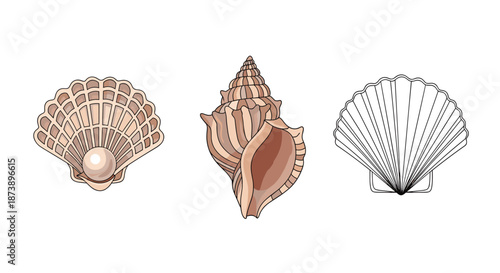 Set of three seashell illustrations, including a pearl in an open shell, a conch, and a scallop outline for coloring.