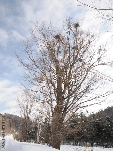 Wallpaper Mural 占冠村にある「不思議な泣く木」 Torontodigital.ca