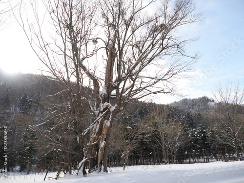 Wallpaper Mural 占冠村にある「不思議な泣く木」 Torontodigital.ca