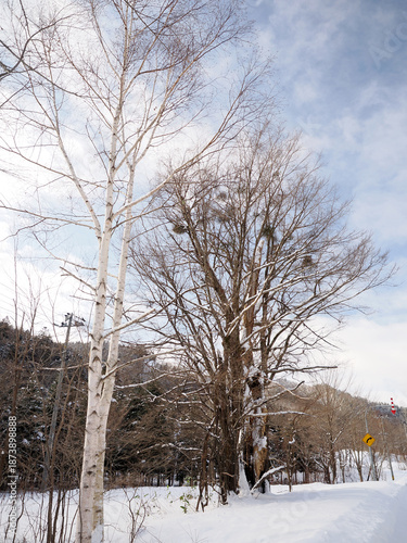 Wallpaper Mural 占冠村にある「不思議な泣く木」 Torontodigital.ca