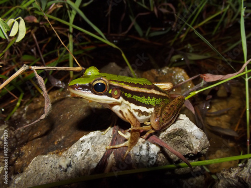 Common green frog Hylarana erythraea, Krabi, Thailand