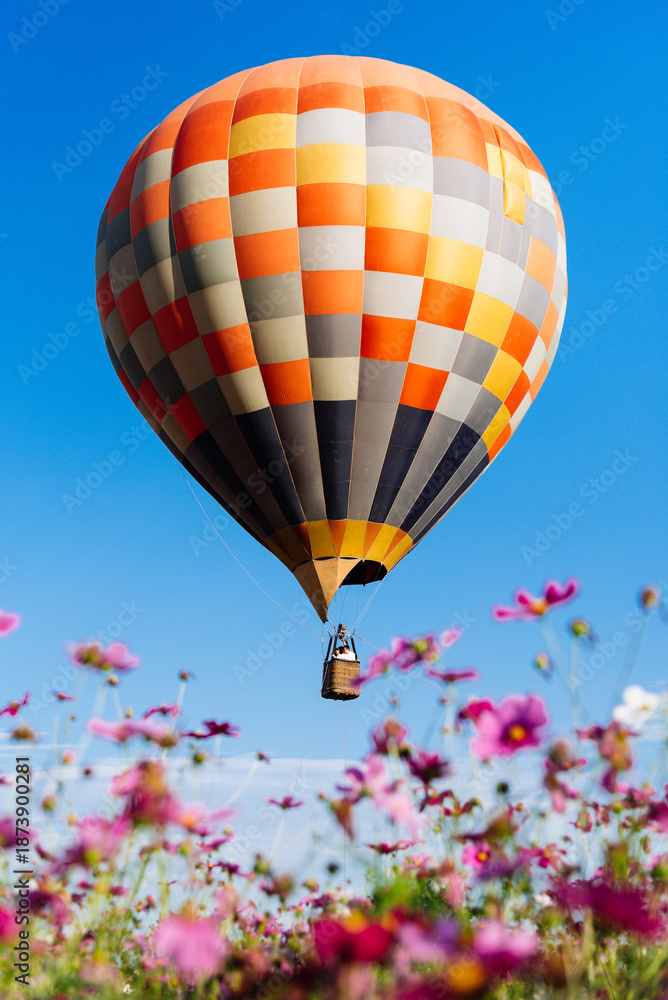 Fototapeta premium Hot Air Balloon Flying Above Pink Flower Field With Clear Blue Sky