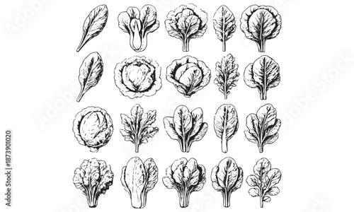 Leafy Greens Vegetables Icons Set - Lettuce Cabbage Kale Spinach Vector Pack