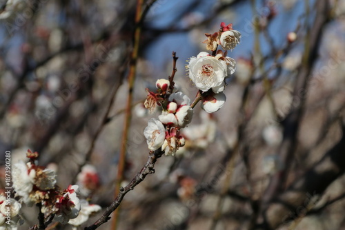 梅（世田谷 羽根木公園にて）。八重野梅。