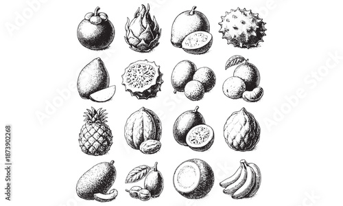 Vintage Fruit Illustrations Set: Pineapple, Mango, Coconut, Durian for Food Design, Packaging & Retro Branding