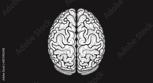 Detailed vintage engraving style illustration of a human brain from a top-down view, isolated on a solid black background.
