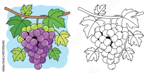 Coloring book page of bunch of grapes on vine. Cartoon vector illustration of purple fruit with green leaves. Color and black and white outline version for kids education.
