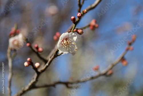 梅（世田谷 羽根木公園にて）。