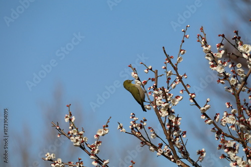 梅（世田谷 羽根木公園にて）。メジロ。