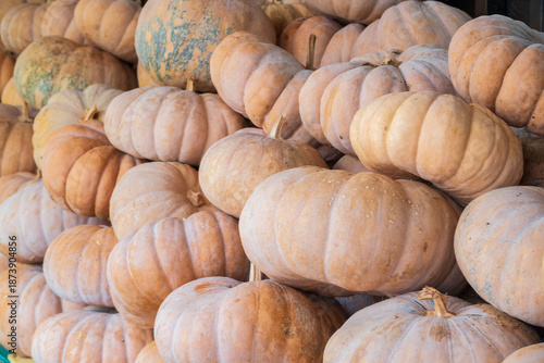 수확한 늙은 호박이 모여 있는 장면