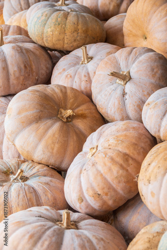 수확한 늙은 호박이 모여 있는 장면