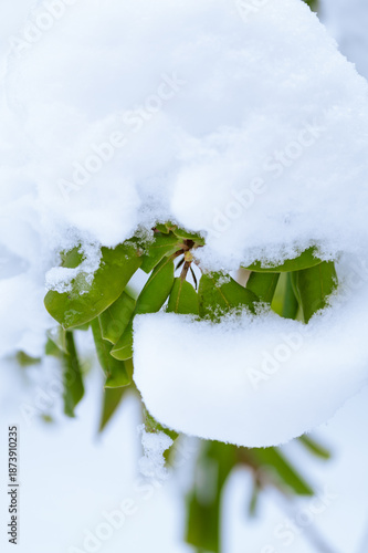 Snowy potted rhododendrons in winter time on snow background, rhododendrons under snow outdoors, in back yard, nature in winter time concept, copy space