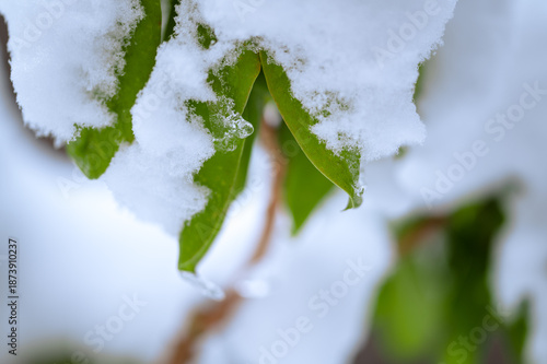 Snowy potted rhododendrons in winter time on snow background, rhododendrons under snow outdoors, in back yard, nature in winter time concept, copy space