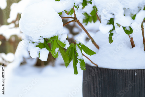 Snowy potted rhododendrons in winter time on snow background, rhododendrons under snow outdoors, in back yard, nature in winter time concept, copy space