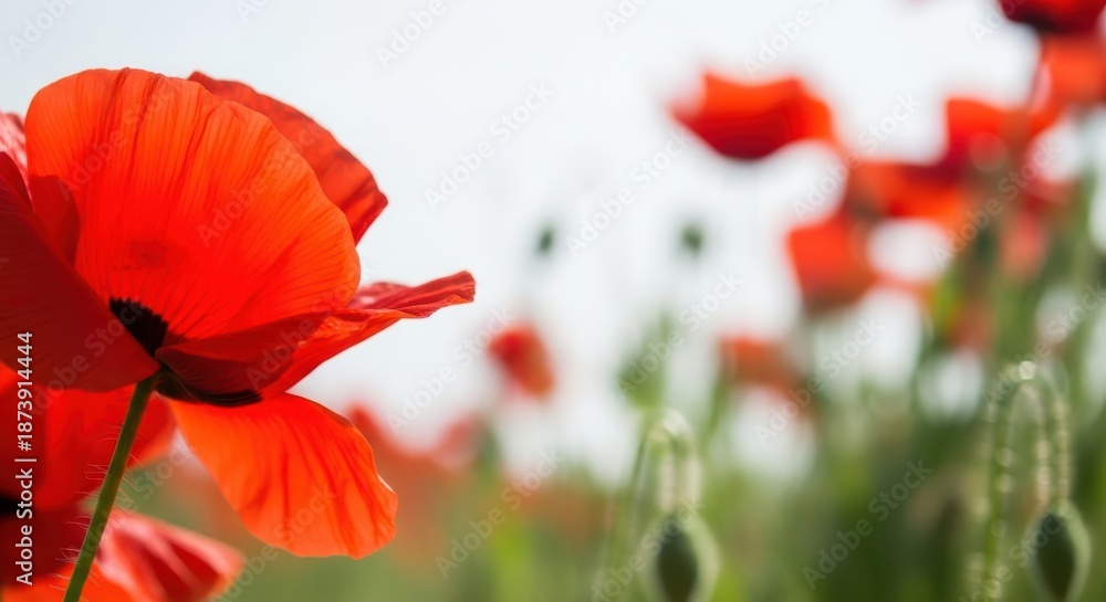 Fototapeta premium Red Poppies Field Soft Focus Background
