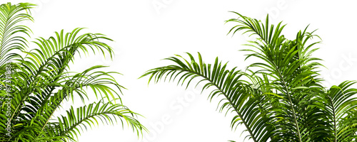 Φωτογραφία Close up palm tree isolated on white