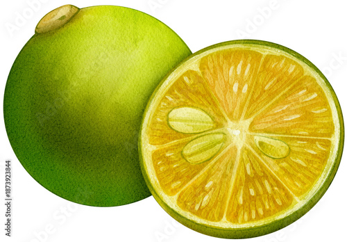 Bild auf Leinwand Lime Watercolor Illustration