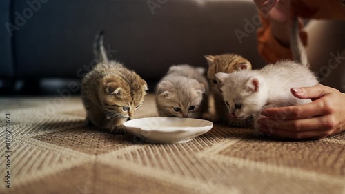 Wallpaper Mural Female owner feeding four active purebred kittens with milk from bowl Torontodigital.ca