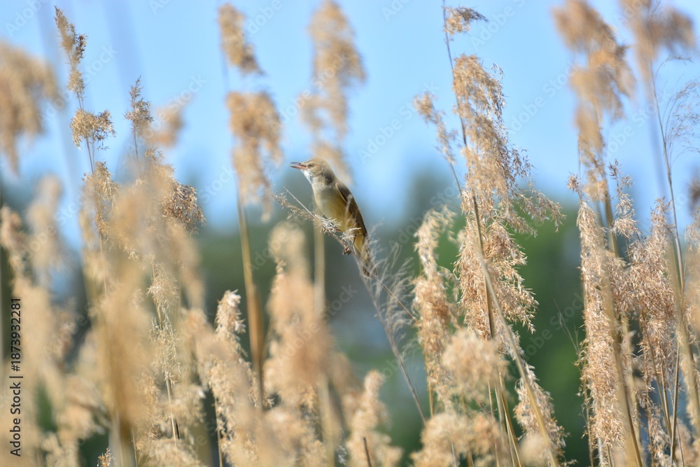 Fototapeta premium Small songbird perched on reed in natural wetland environment