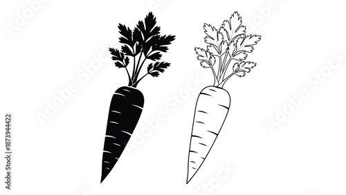 A pair of contrasting carrot illustrations with leafy green tops