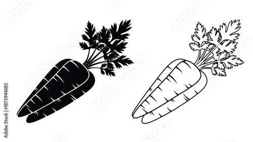 Simple illustration of two bunches of carrots with green leafy tops