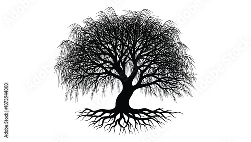 A detailed illustration of a weeping willow tree with intricate branches