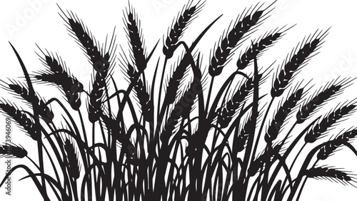 Black silhouette of wheat grass on white background illustration