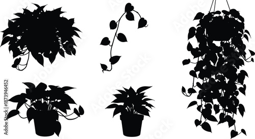 Black silhouette set featuring various pothos houseplant growth stages including hanging baskets, trailing vines, potted ivy, and heart shaped leaves
