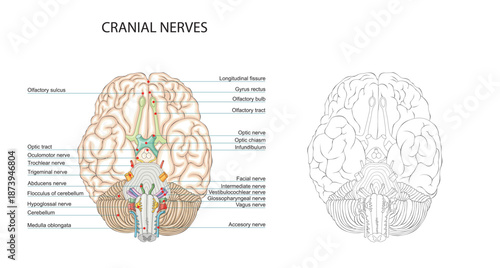 Cranial nerves labeled anatomy illustration, inferior view of human brain with optic chiasm and brainstem